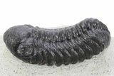 Detailed Austerops Trilobite - Ofaten, Morocco #356922-1